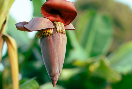 Banana blossom. Plant-based raw material for vegan fish and meat alternatives. Banana heart. Purple-skinned banana flower. Sustainable source for plant-based meat alternatives in vegan cuisine.の写真素材