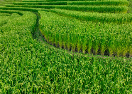 Landscape of green rice terrace. Nature landscape. Green rice farm. Terraced rice fields. Green agricultural landscape. A field of green rice plants with a winding path through the middle.の写真素材