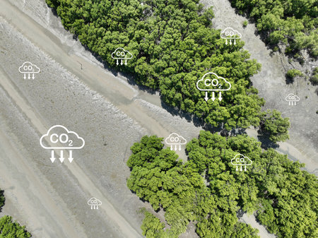 Carbon capture concept. Natural carbon sinks. Mangrove trees capture CO2 from the atmosphere. Aerial view of green mangrove forest. Blue carbon ecosystems. Mangroves absorb carbon dioxide emissions.の写真素材