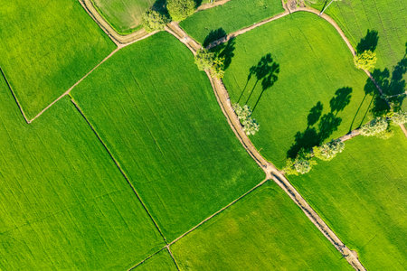 Aerial view of lush green rice field with small winding canal. Sustainable agriculture landscape. Sustainable rice farming. Rice cultivation. Green landscape. Organic farming. Sustainable land use.の写真素材
