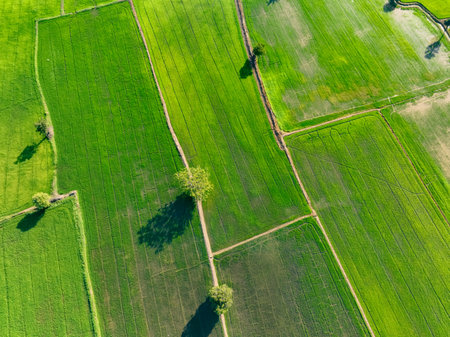 Aerial view lush green rice field. Sustainable agriculture landscape. Sustainable rice farming. Organic farming. Sustainable land use. Sustainable rice cultivation and eco-friendly farming techniques.の写真素材