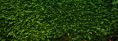 Small green leaves in hedge wall texture background. Closeup green hedge plant in garden. Eco evergreen hedge wall. Natural backdrop. Beauty in nature. Green leaves with natural pattern wallpaper.の写真素材