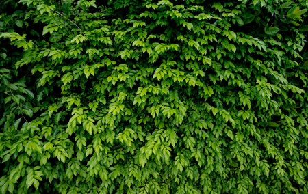 Small green leaves in hedge wall texture background. Closeup green hedge plant in garden. Eco evergreen hedge wall. Natural backdrop. Beauty in nature. Green leaves with natural pattern wallpaper.の写真素材