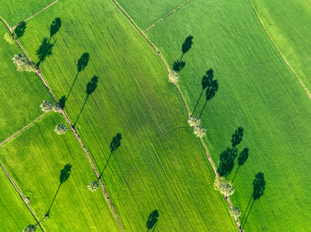 Aerial view of lush green rice field with sugar palm trees. Sustainable agriculture landscape. Sustainable rice farming. Rice cultivation. Green landscape. Organic farming. Sustainable land use.の写真素材