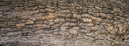 Close-up of tree bark texture background showcasing natural wood patterns and rough grainy surface, ideal for eco-friendly projects and nature-themed designs. Organic material and carbon neutrality.の写真素材