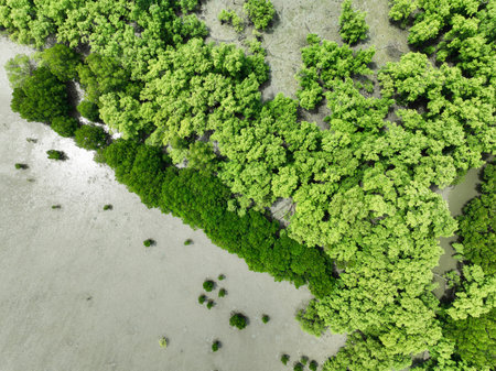 Aerial top view of green mangrove forest. Mangrove ecosystem. Natural carbon sinks. Mangroves capture CO2 from the atmosphere. Blue carbon ecosystems. Mangroves absorb carbon dioxide emissions.の写真素材