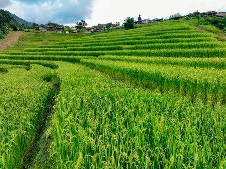 Landscape of green rice terraces and traditional huts in a village near Chiangmai, Thailand. Travel destinations. Beauty of terraced rice fields. Rural life and traditional farming practices in Asia.の写真素材