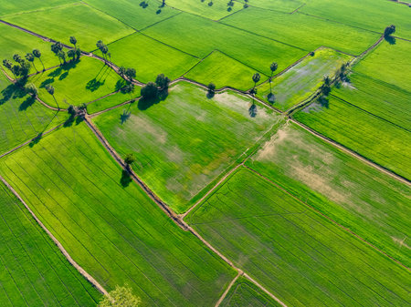 Aerial view of lush green rice field with sugar palm trees. Sustainable agriculture landscape. Sustainable rice farming. Rice cultivation. Green landscape. Organic farming. Sustainable land use.の写真素材