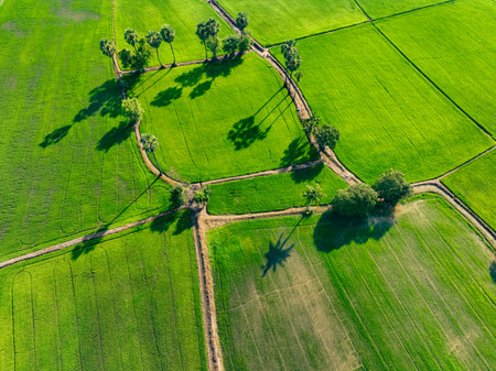 Aerial view of lush green rice field with sugar palm trees. Sustainable agriculture landscape. Sustainable rice farming. Rice cultivation. Green landscape. Organic farming. Sustainable land use.の写真素材