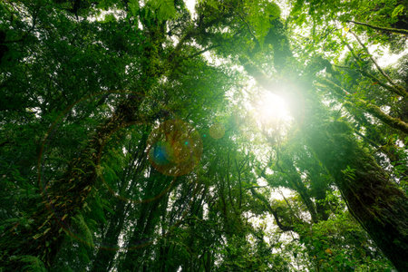Looking up view of tree trunk to green leaves of tree in forest with sun light. Fresh environment in green woods. Forest tree on sunny day. Natural carbon capture. Sustainable conservation and ecologyの写真素材