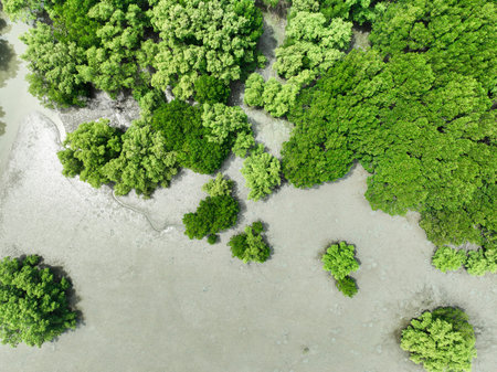 Aerial top view of green mangrove forest. Mangrove ecosystem. Natural carbon sinks. Mangroves capture CO2 from the atmosphere. Blue carbon ecosystems. Mangroves absorb carbon dioxide emissions.の写真素材