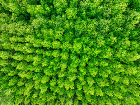 Aerial view green mangrove forest. Natural carbon sinks. Mangroves trees capture CO2. Blue carbon ecosystems. Mangroves absorb carbon dioxide emissions and mitigating global warming. Green ecosystem.の写真素材