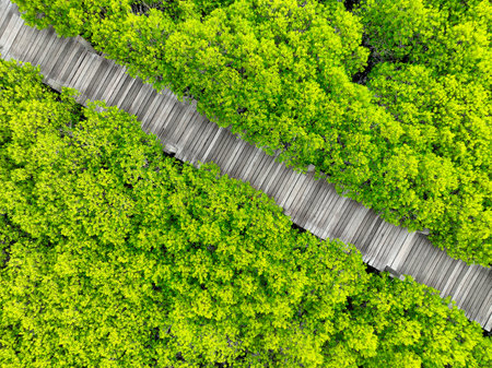 Aerial view lush green mangrove forest. Wooden bridges for natural trails, highlighting ecotourism opportunities, carbon capture benefits, and vital role mangroves play in combating climate change.の写真素材