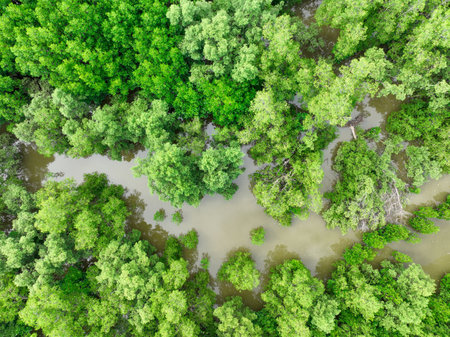 Aerial view green mangrove forest. Natural carbon sinks. Mangroves trees capture CO2. Blue carbon ecosystems. Mangroves absorb carbon dioxide emissions and mitigating global warming. Green ecosystem.の写真素材
