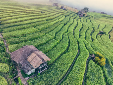Landscape of green rice terraces and traditional huts in a village near Chiangmai, Thailand. Travel destinations. Beauty of terraced rice fields. Rural life and traditional farming practices in Asia.の写真素材