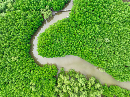 Aerial view green mangrove forest. Natural carbon sinks. Mangroves trees capture CO2. Blue carbon ecosystems. Mangroves absorb carbon dioxide emissions and mitigating global warming. Green ecosystem.の写真素材