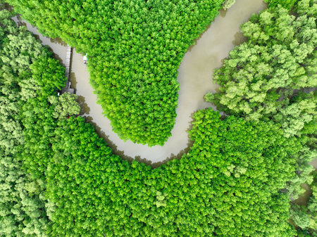 Aerial view of lush green mangrove forest. Natural carbon sink. Mangroves absorbing CO2 emissions, conserving water, and mitigating global warming. Blue carbon ecosystems. Mangroves trees capture CO2.の写真素材