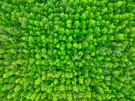 Aerial view green mangrove forest. Natural carbon sinks. Mangroves trees capture CO2. Blue carbon ecosystems. Mangroves absorb carbon dioxide emissions and mitigating global warming. Green ecosystem.の写真素材