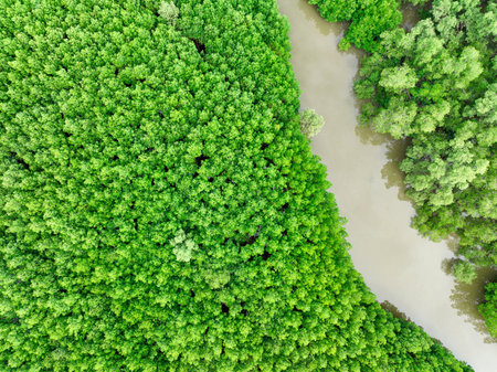 Aerial view green mangrove forest. Natural carbon sinks. Mangroves trees capture CO2. Blue carbon ecosystems. Mangroves absorb carbon dioxide emissions and mitigating global warming. Green ecosystem.の写真素材