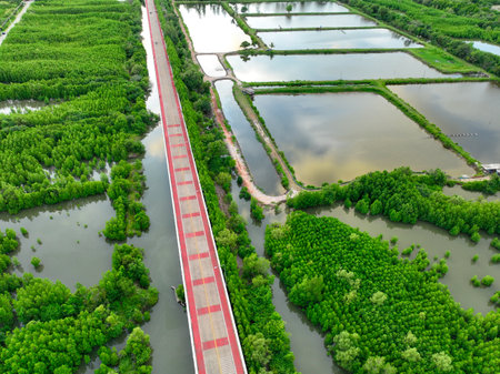 Aerial drone view of a concrete road cutting through a lush green mangrove forest, Mangroves capturing CO2 and serving as a natural carbon sink within the blue carbon ecosystem for net zero emissionsの写真素材