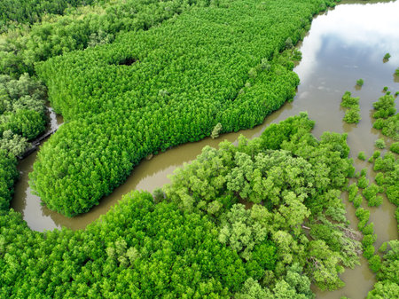 Aerial view green mangrove forest. Natural carbon sinks. Mangroves trees capture CO2. Blue carbon ecosystems. Mangroves absorb carbon dioxide emissions and mitigating global warming. Green ecosystem.の写真素材