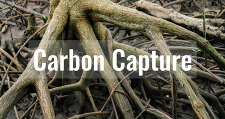 Mangrove root carbon capture. Natural carbon sink in blue carbon ecosystem. Sustainable environmental conservation through mangrove forest as effective CO2 absorber. Climate change mitigation strategyの写真素材