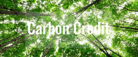 Carbon credit concept. Green mangrove forest. Natural carbon sinks that combat climate change. Sustainability in carbon-neutral ecosystems. Green environments and natural carbon capture solutions.の写真素材