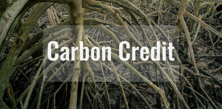 Carbon credit concept. Mangrove forests as natural carbon sinks. Blue carbon storage and capture in mangrove roots. Sustainable climate change mitigation strategy using nature-based solutions. CCS.の写真素材