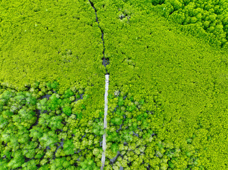 Aerial view lush green mangrove forest. Wooden bridges for natural trails, highlighting ecotourism opportunities, carbon capture benefits, and vital role mangroves play in combating climate change.の写真素材