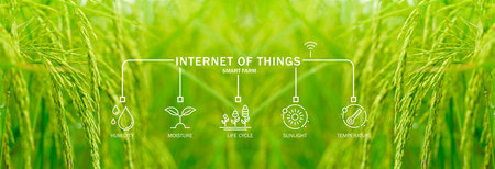 Green rice field enhanced by Internet of Things, where advanced sensors measure sunlight, temperature, humidity, and moisture to support precision agriculture and sustainable farming practices.の写真素材