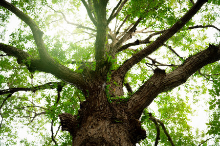 Old tree with branches in the forest, representing nature's carbon sequestration process. Tropical...