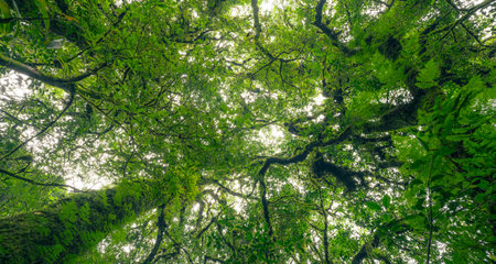 Upward view of tree trunk in lush green forest canopy. Fresh environment in green woods. Nature role in sustainable conservation and natural carbon capture. Sustainable ecology and climate regulation.の写真素材