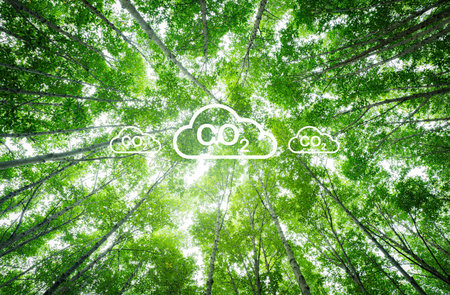 Natural carbon capture solution. Green trees in forest as carbon sink. Sustainable ecosystems. Climate change. Environmental sustainability. Carbon-neutral green forests. Natural carbon sequestration.の写真素材