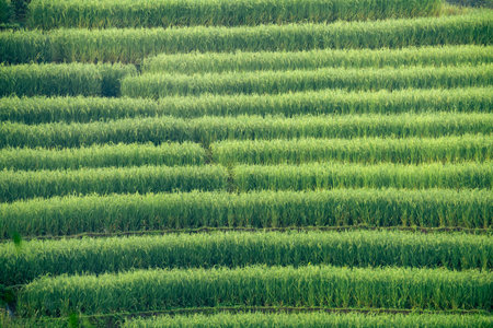 Green rice terraces. Lush agricultural landscape with terraced paddy fields. Nature's beauty in rural Asia. Scenic view of organic farming, perfect for travel destinations and environmental concepts.の写真素材