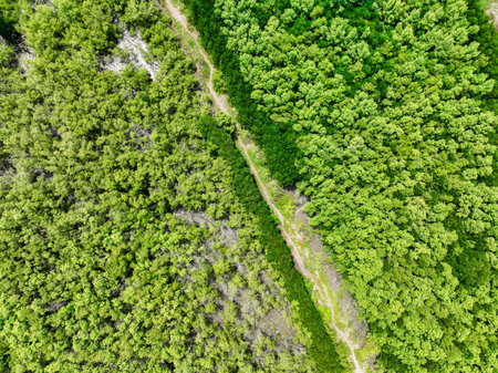 Aerial top view of green forest and forest trail. Drone view of green trees captures CO2. Green trees background for carbon neutrality and net zero emissions concept. Sustainable green environment.の写真素材