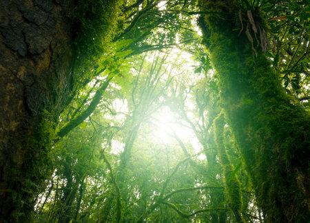 Looking up view of tree trunk to green leaves of tree in forest with sun light. Fresh environment in...