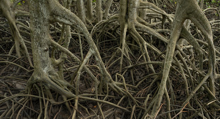 Mangrove tree roots in coastal wetland. Essential natural barrier protecting shorelines from erosion and climate change effects. Vital carbon sequestration ecosystem in tropical tidal swamp regions.の写真素材