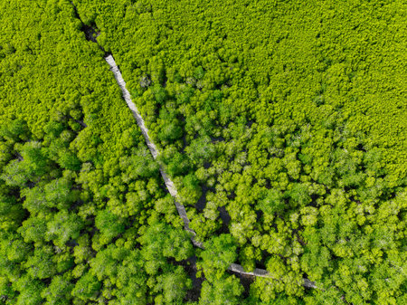 Lush green mangrove forest. Carbon sequestration and blue carbon ecosystem services. Mangrove tree capture CO2. Critical for mitigating climate change impacts, habitat protection for marine species.の写真素材