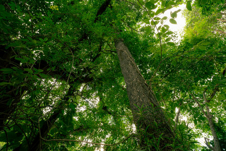 Looking up view of tree trunk to green leaves of tree in forest with sun light. Fresh environment in green woods. Forest tree on sunny day. Natural carbon capture. Sustainable conservation and ecologyの写真素材