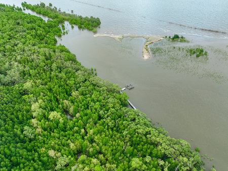 Aerial view green mangrove forest. Natural carbon sinks. Mangroves trees capture CO2. Blue carbon ecosystems. Mangroves absorb carbon dioxide emissions and mitigating global warming. Green ecosystem.の写真素材