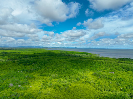 Aerial view mangrove forest ecosystem. Significant economic value in carbon credits, ecosystem services, and climate resilience. Conservation efforts ensure long-term coastal community protection.の写真素材