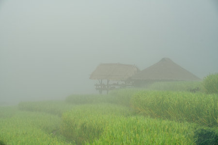 Serene morning fog blankets lush green rice fields and traditional hut in rural countryside. Sustainable agriculture and peaceful of nature. Sustainable farming. Tranquil beauty of countryside life.の写真素材
