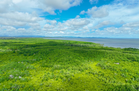 Aerial view green mangrove forest. Natural carbon sinks. Mangroves trees capture CO2. Blue carbon ecosystems. Mangroves absorb carbon dioxide emissions and mitigating global warming. Green ecosystem.の写真素材