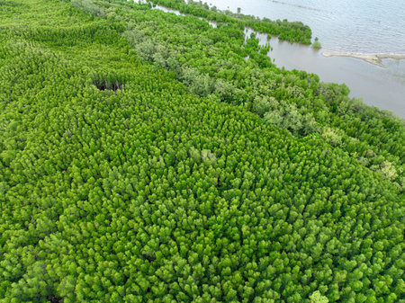 Aerial view mangrove forest ecosystem. Significant economic value in carbon credits, ecosystem services, and climate resilience. Conservation efforts ensure long-term coastal community protection.の写真素材