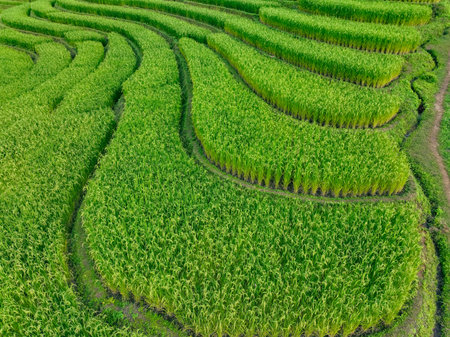 Lush green rice terraces field. The artistic harmony between human cultivation and natural landscapes where sustainable farming practices create living artwork across hillsides. Traditional farming.の写真素材