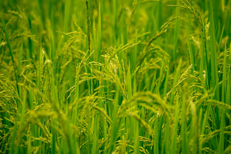 Green rice plants in an outdoor paddy field, reflecting connection between climate, nourishment, and sustainable farming for healthy global food systems. Organic agriculture, eco-friendly harvest.の写真素材