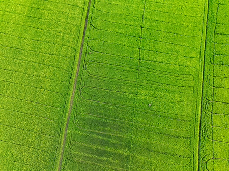 Aerial view of green rice fields with farming patterns. Climate change impact, sustainable agriculture practices, and methane emission concerns. Carbon concerns and climate resilience in rice field.の写真素材