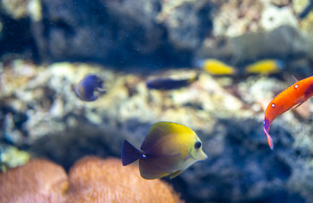Exotic colorful fish species swimming gracefully in pristine aquatic environment with vibrant coral...