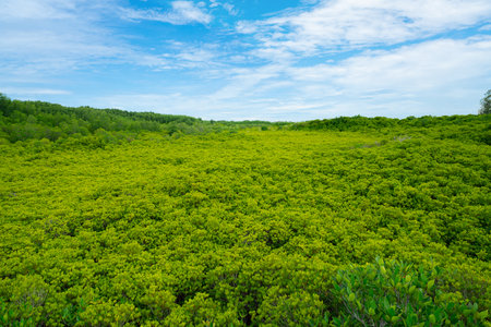 Green mangrove forest. Natural carbon sink and climate solution for corporations investing in blue carbon credits and environmental sustainability. Mangrove ecosystem. Climate change mitigation.の写真素材