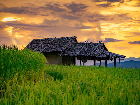 Traditional thatched cottage nestled in a lush rice terrace field beneath a glowing sunset sky, showing peaceful rural lifestyle and sustainable eco living in an Asian countryside landscapeの写真素材